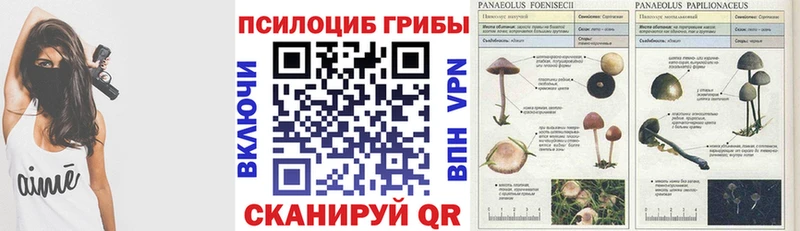 Псилоцибиновые грибы Psilocybe  Ирбит 